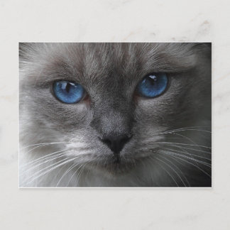 Carte Postale Yeux bleus
