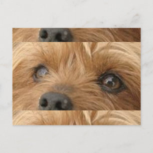 Carte Postale yeux de yorkie