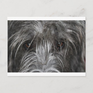 Carte Postale Yeux qui hypnotisent