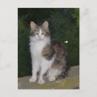 Carte Postale Yeux verts de chat avec la luciole