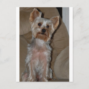 Carte Postale Yorkie