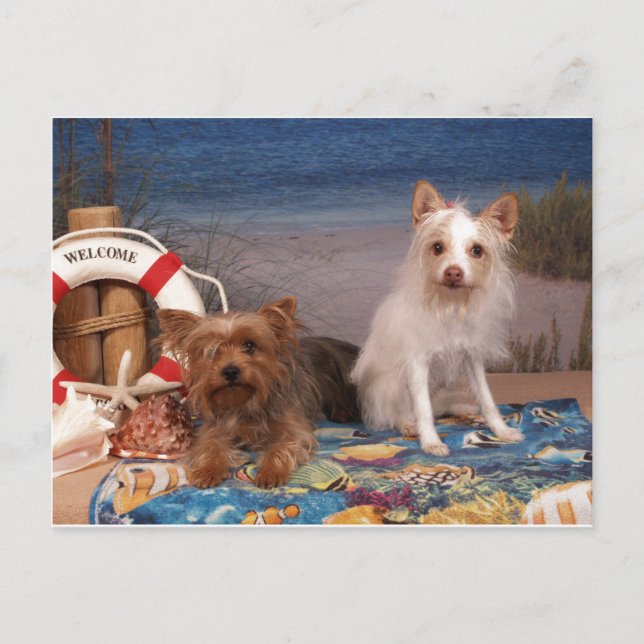 Carte Postale Yorkie et Friends Beach Time (Devant)