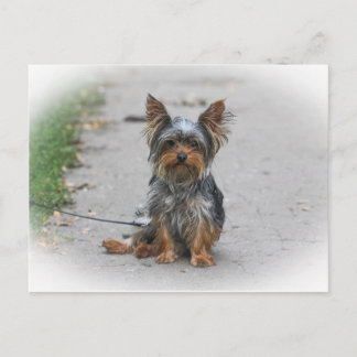 Carte Postale Yorkie mignon