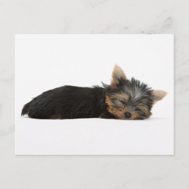Carte Postale Yorkie Puppy Dormir (Devant)
