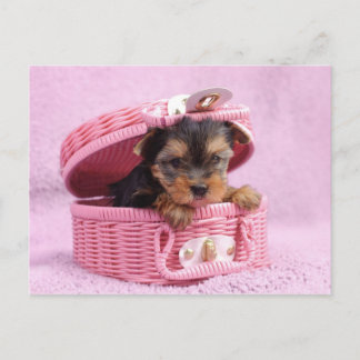 Carte Postale Yorkie rose