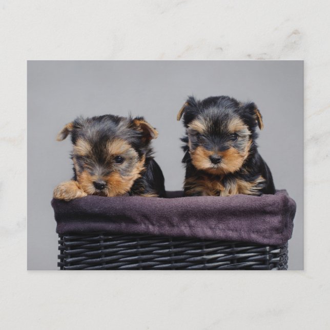 Carte Postale Yorkies (Devant)