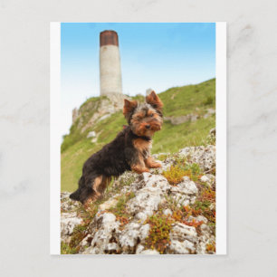 Carte Postale Yorkshire Terrier