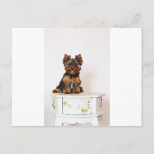Carte Postale Yorkshire Terrier