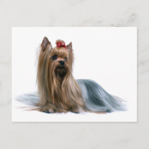 Carte Postale Yorkshire Terrier