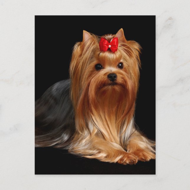 Carte Postale Yorkshire Terrier (Devant)