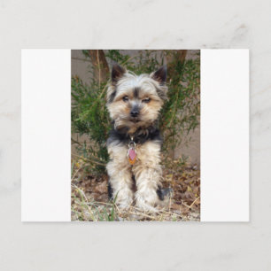 Carte Postale Yorkshire Terrier