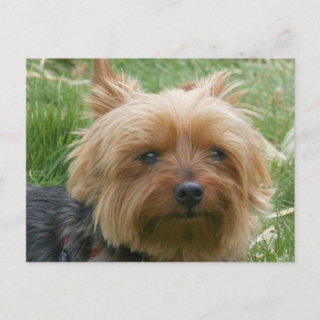 Carte Postale Yorkshire Terrier (Devant)