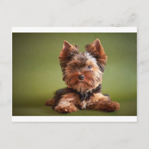 Carte Postale Yorkshire Terrier