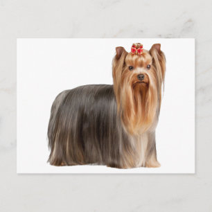 Carte Postale Yorkshire Terrier