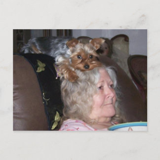 Carte postale Yorkshire Terrier