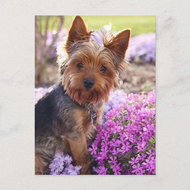 Carte Postale Yorkshire Terrier (Devant)