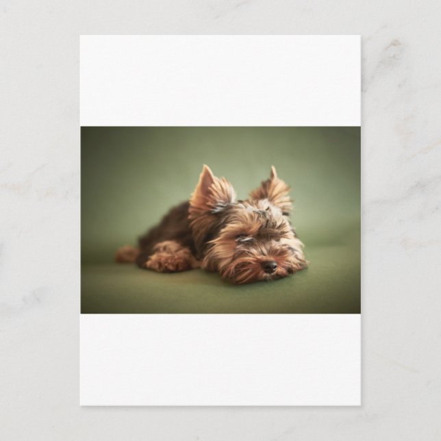Carte Postale Yorkshire Terrier (Devant)