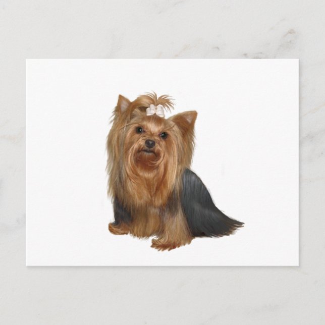 Carte Postale Yorkshire Terrier (7) (Devant)