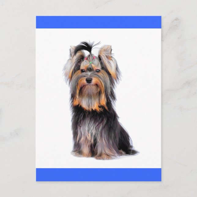 Carte Postale Yorkshire Terrier Chien Chien Chien Blanc Bleu Car (Devant)