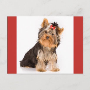 Carte Postale Yorkshire Terrier Chien Chien Chien Chien Blanc Ca