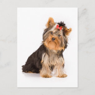 Carte Postale Yorkshire Terrier Chien Chien Chien Chien Blanc Ca