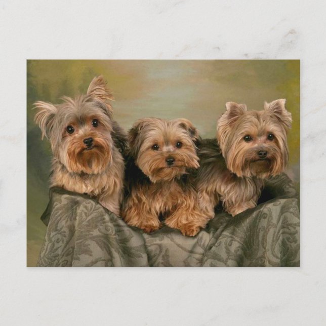 Carte Postale Yorkshire Terrier Chiens de marionnettes Blank Car (Devant)