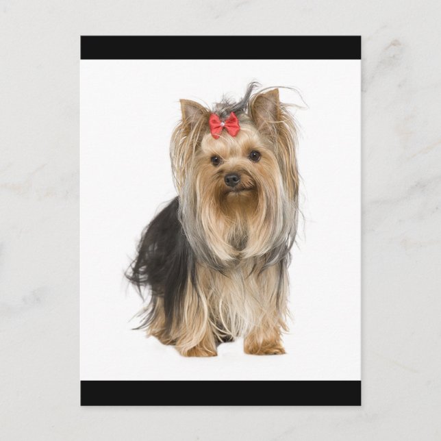 Carte Postale Yorkshire Terrier Puppy Dog Blank Postcard (Devant)