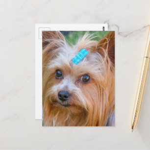 Carte Postale Yorkshire Terrier Yorkie Race Préféré