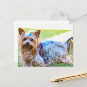 Carte Postale Yorkshire Terrier Yorkie race préférée