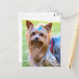 Carte Postale Yorkshire Terrier Yorkie race préférée