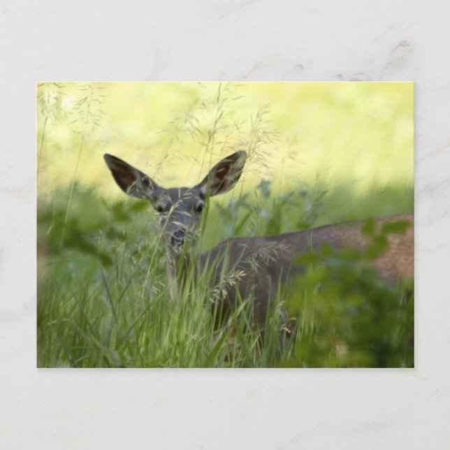 Carte Postale Yosemite Deer (Devant)
