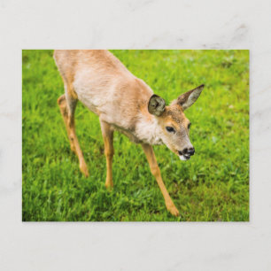Carte Postale Young Deer