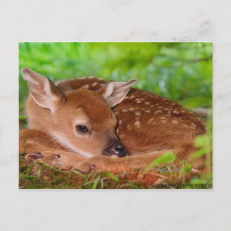 Carte Postale Young_Deer_Fawn-1