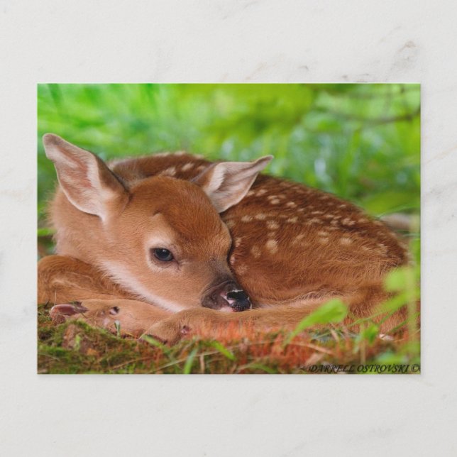 Carte Postale Young_Deer_Fawn-1 (Devant)