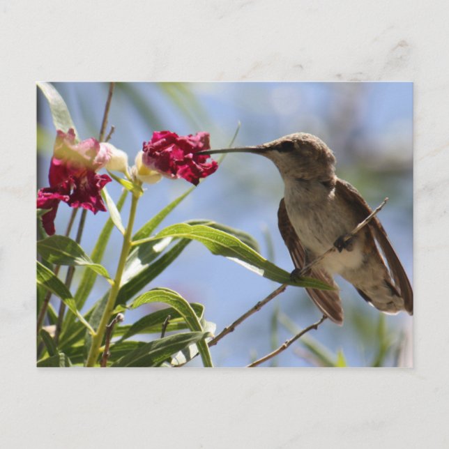 Carte postale Young Hummer (Devant)