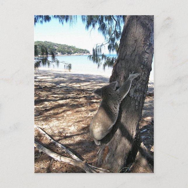 Carte Postale Young Koala, Geoffrey Bay, île magnétique (Devant)