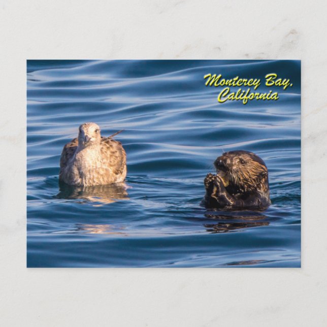 Carte postale Young Otter-Monterey Bay, Californie (Devant)