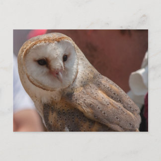 Carte Postale Young Owl