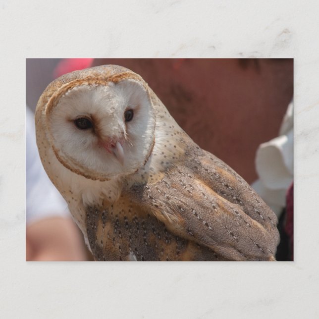 Carte Postale Young Owl (Devant)