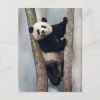 Young Panda climbing a tree, Chine