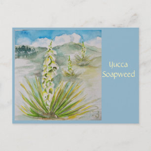 Carte postale Yucca Soapweed