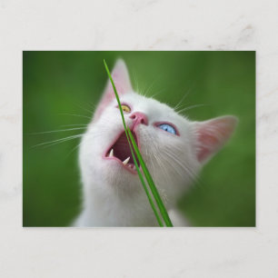 Carte Postale Yummy - Van Cat