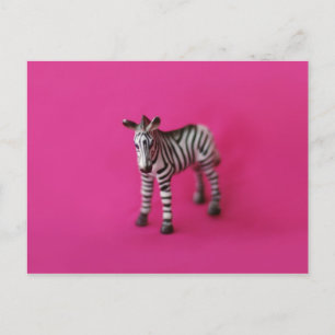 Carte postale ZEBRA