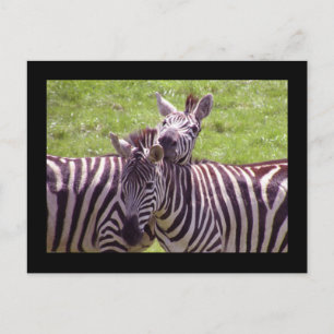 Carte postale Zebra