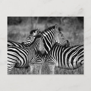 Carte Postale Zebra