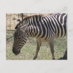 Carte postale Zebra