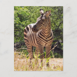 Carte postale Zebra