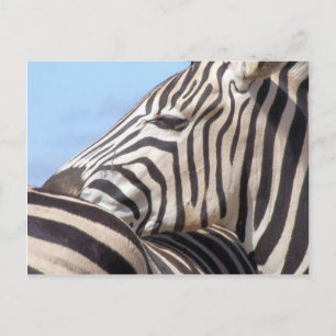 Carte postale Zebra