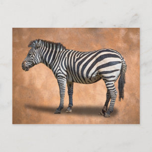 CARTE POSTALE ZEBRA