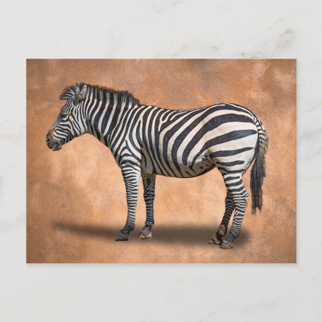 CARTE POSTALE ZEBRA (Devant)